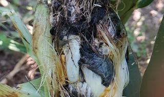 玉米根的功效作用 玉米根的功效作用