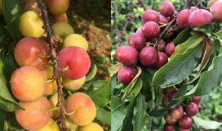 樱桃季节土耳其剧在线观看 樱桃季节土耳其剧在线观看