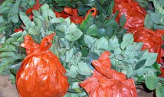 金香玉茶叶是什么品种的茶