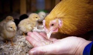 新型饲料添加剂有哪些