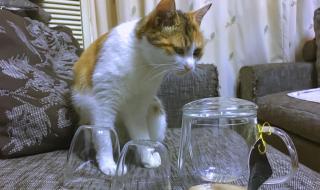 早知道伤心总是难免的 早知道伤心总是难免的