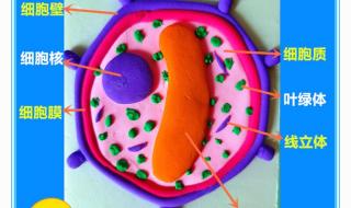 细胞模型制作超轻粘土