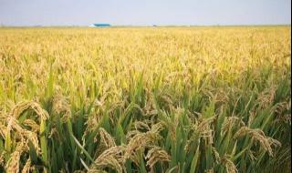 袁隆平的大米有人吃吗 袁隆平的大米有人吃吗